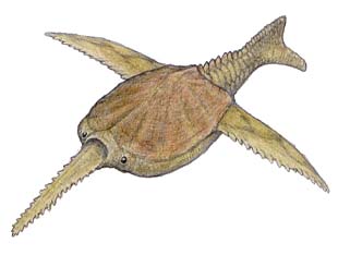 ドリアスピス(Doryaspis)・川崎悟司イラスト集