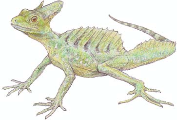 川崎悟司イラスト集 バシリスク Basiliscus Plumifrons