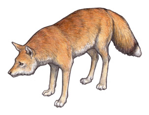 川崎悟司イラスト集 フォークランドオオカミ