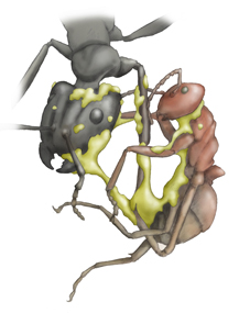 ジバクアリ Camponotus Saundersi 川崎悟司イラスト集
