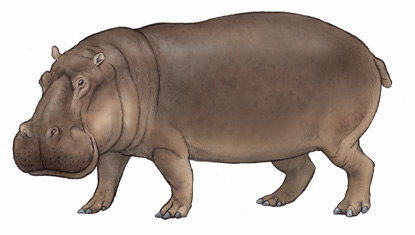 カバ(Hippopotamus amphibius)・川崎悟司イラスト集