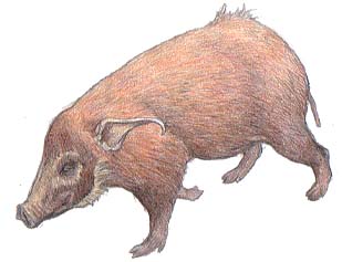 【原画】『ドルゴレ・ブガ』（猪　イノシシ　パステル画） 原画】『ドルゴレ・ブガ』（猪イノシシパステル画）