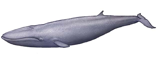 定番大特価Balaenoptera musculus　シロナガスクジラ　1/80　Favorite 　MARINE LIFE 超リアル！！　※20220514 生き物